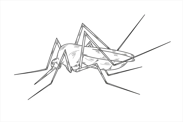 Mosquito sketch — Stock Vector