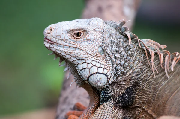 Head of lizard — Stock Photo, Image