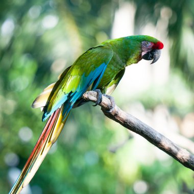 tropik papağan