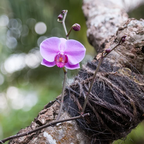 Дикая орхидея — стоковое фото