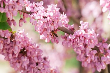 Arı ile çiçek açan ağaç