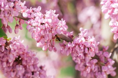 Arı ile çiçek açan ağaç