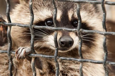 Raccoon in a cage. clipart