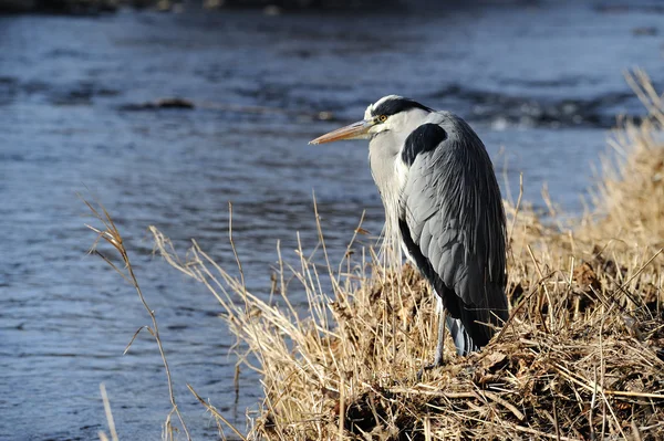 nehir kıyısı gri balıkçıl.