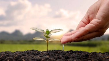 Toprağa ekilmiş el sulama bitkileri ve arka planda güneş ışınları ekme fikirleri.