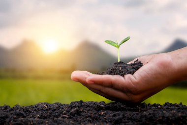 İnsan elleri toprağa fidan ya da ağaç dikiyor. Küresel ısınma kampanyası konsepti. Doğal kaynakları ve çevreyi koruma..