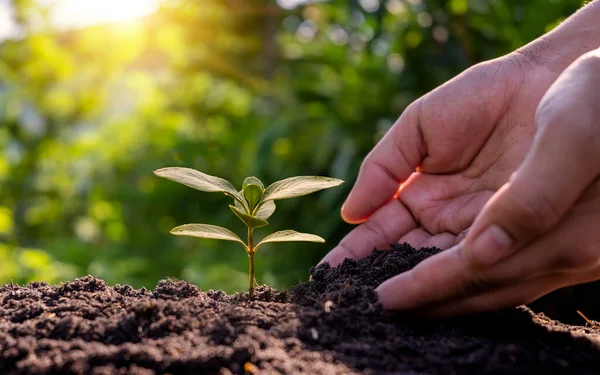 农民植树 用手植树 资源保护和种植环境概念 — 图库照片