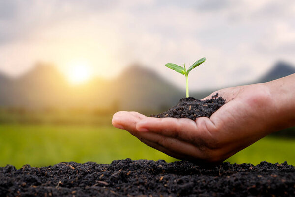 human hands planting saplings or trees in the soil global warming campaign concept conservation of natural resources and the environment.