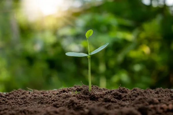 Sequence Growth Development Plant Tree Growing Soil Green Nature Blurs — Stock Photo, Image
