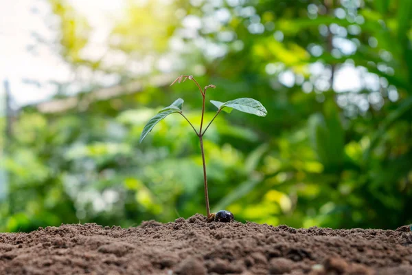 Crescimento Desenvolvimento Plantas Cultivadas Partir Sementes Solo Conceito Conservação Ambiental — Fotografia de Stock