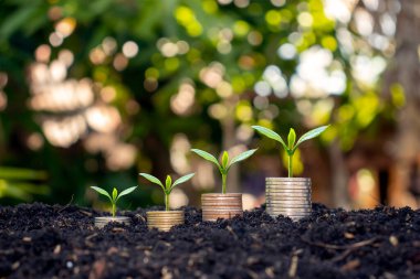 Ağaçlar madeni para yığınlarında yetişir ve paralar büyür. Para tasarrufu kavramı Yatırımlardan ve kar paylarından gelir