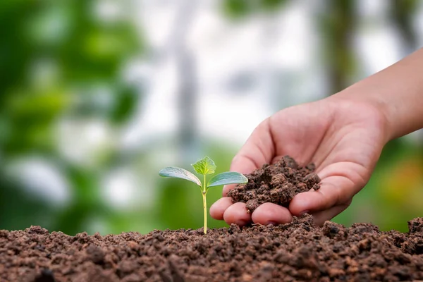 Çiftçiler ağaç dikiyor ve çiftçi elleriyle ağaçlara bakıyor. Kaynak koruma ve çevre ekimi kavramları..