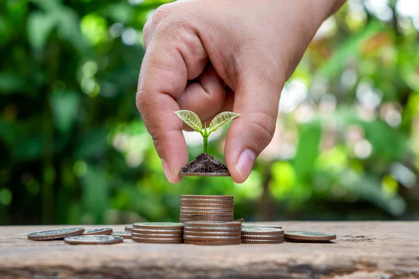 Bozuk para yığınının üzerindeki bitki ağaçları ve bulanık yeşil doğa arka planı, ekonomik büyüme ve çevresel yatırım kavramı.