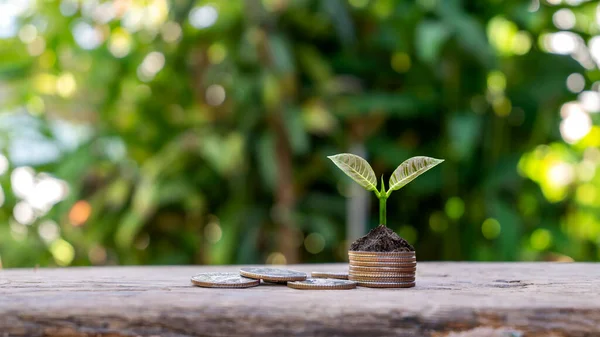 Boom Groeien Een Stapel Munten Geld Besparen Concept Winst Uit — Stockfoto