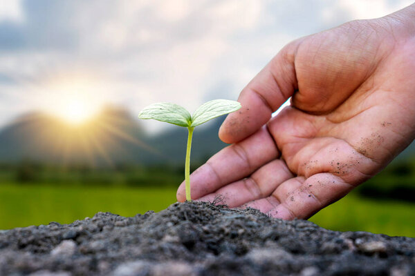 Planting trees on the soil by human hands, environmental and natural resources conservation concept.
