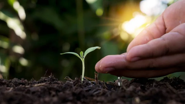 Landwirt Bewässert Pflanzen Von Hand Boden Pflanzen Wachstumsideen Und Pflanzenpflege — Stockfoto