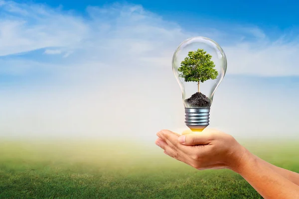 Plantera Träd Energisnåla Lampor För Hand Begreppet Miljöskydd Och Naturlig — Stockfoto
