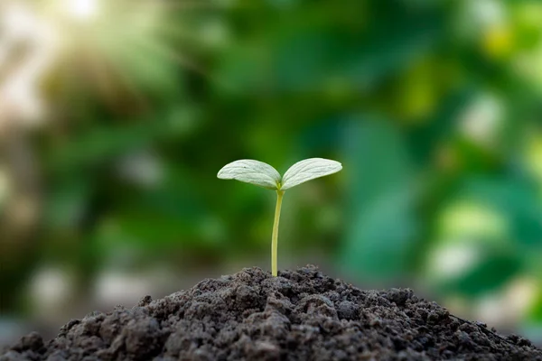 Small Tree Growing Ground Alone Blurred Green Background Environmental Conservation — Stock Photo, Image