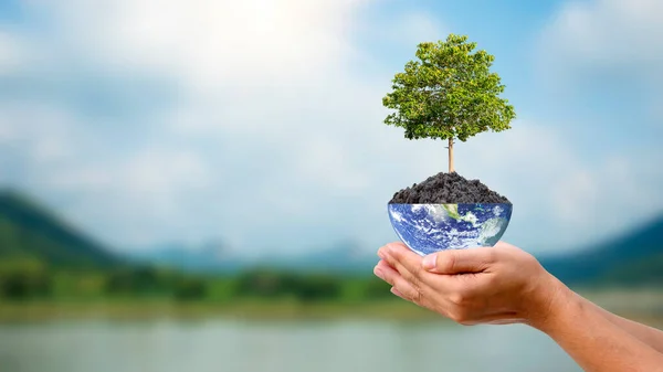 Plantar Árboles Tierra Mano Para Sostenibilidad Ambiental Concepto Día Ambiental — Foto de Stock