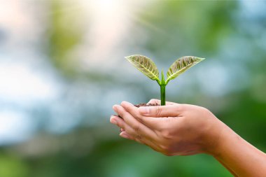 Çevre koruma kavramı. Toprağa ekilmiş tohumlar veya bitkiler çiftçi elleriyle ve bulanık yeşil doğa arka planıyla.