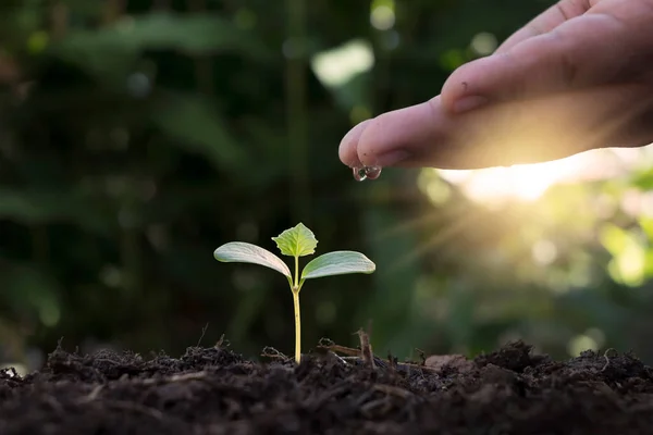 Hand Watering Plants Grow Good Quality Soil Nature Plant Care — Stock Photo, Image