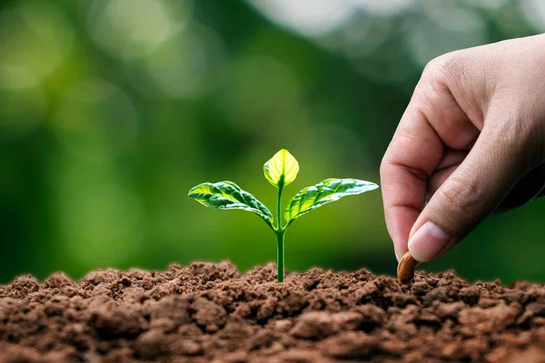 Mani Stanno Piantando Semi Nel Terreno Nella Crescita Delle Piante — Foto Stock