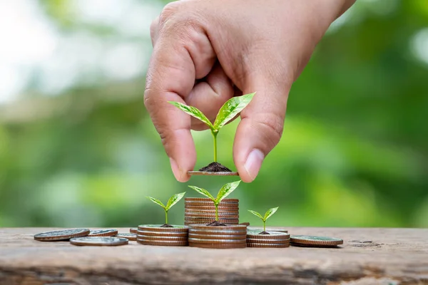 Cultivo Árboles Una Pila Monedas Ideas Negocios Inversiones Planificación Financiera — Foto de Stock