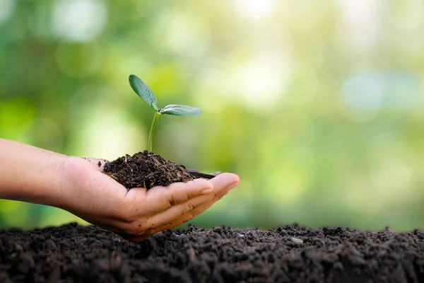 Mão Fazendeiro Plantando Mudas Solo Arborização Conceito Arborização Social — Fotografia de Stock
