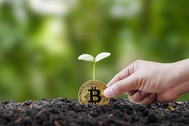 Yerde şifreli bir madeni paradan çıkan küçük bir ağaç ve dijital altyapı kavramının ileriye sıçraması..