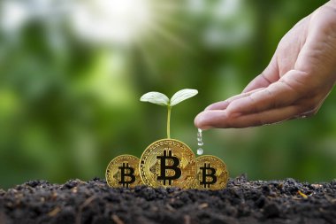 Yerde şifreli bir madeni paradan çıkan küçük bir ağaç ve dijital altyapı kavramının ileriye sıçraması..