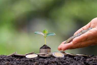 Bozuk paradan büyüyen yeşil yapraklı ağaç ve KOBİ için mali ve para yönetimi kavramını bulanıklaştırdı.