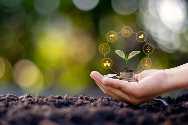 Tree growing from coins in human hand and blurred natural green background, finance and money management concept for SME.