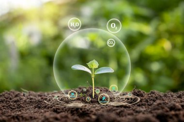 Toprakta yetişen ve bitkilerin büyümesi için gerekli besinlere sahip bir ağaç..