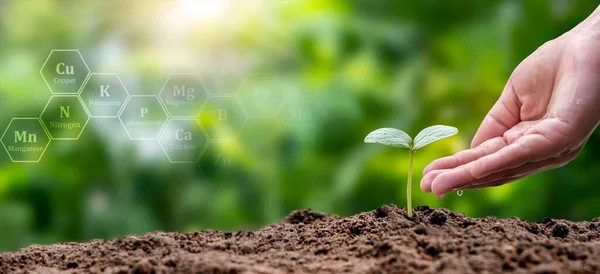 Hände Bewässerung Pflanzen Und Bäume Wachsen Auf Boden Mit Öko — Stockfoto