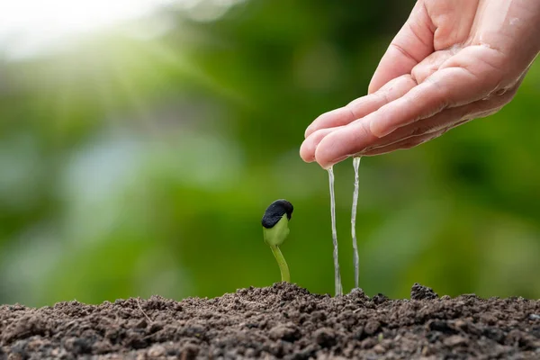 Bäume Wachsen Auf Fruchtbarem Boden Und Bauern Gießen Die Bäume — Stockfoto