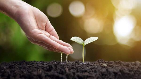 Trees are growing on fertile soil and farmers are watering the trees. Concept of nature, environment, and natural environment preservation.