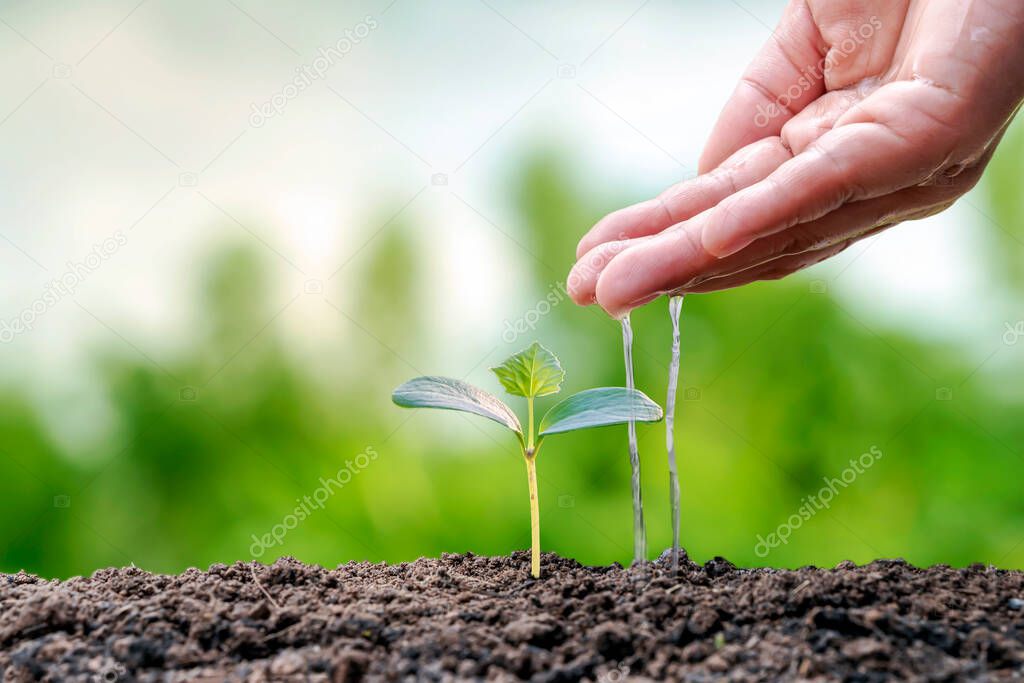 Trees are growing on fertile soil and farmers are watering the trees. Concept of nature, environment, and natural environment preservation.