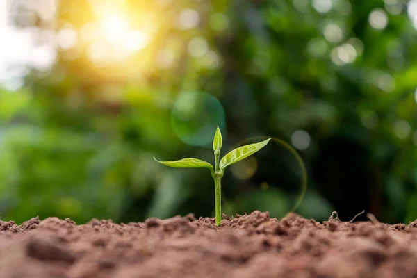 Pequeños Árboles Con Hojas Verdes Crecimiento Natural Luz Solar Concepto — Foto de Stock