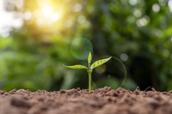 Small trees with green leaves, natural growth, and sunlight, the concept of agriculture, and sustainable plant growth.