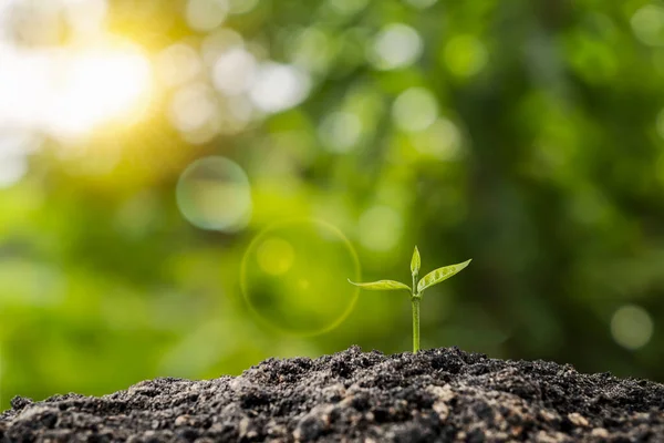 Malé Stromy Zelenými Listy Přirozeným Růstem Slunečním Zářením Koncepcí Zemědělství — Stock fotografie