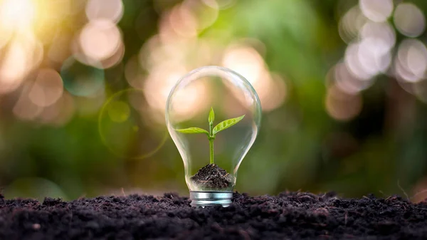 Bomen Die Groeien Energiebesparende Lampen Milieuvriendelijk Duurzaam Energiealternatief Concept — Stockfoto