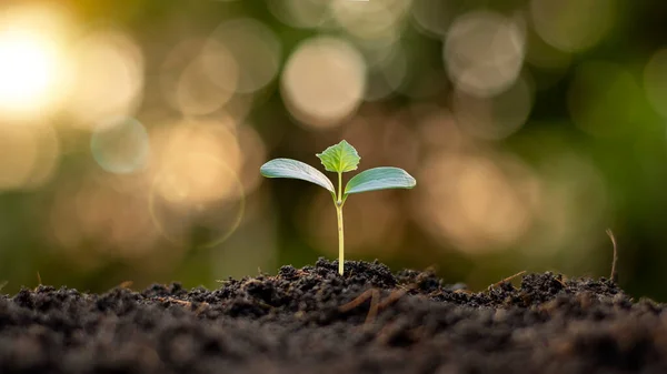 Petit Arbre Aux Feuilles Vertes Croissance Naturelle Lumière Soleil Concept — Photo