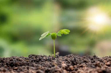 Plant green trees on natural soil and blurry green nature background.