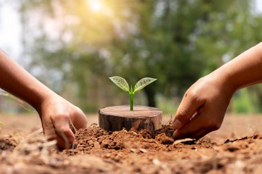 Kesik bir kütükten büyüyen bir ağaç ve onunla ilgilenen bir çiftçinin elleri. Tohum yetiştirme ve ormansızlaşmayı durdurmak için kampanya yapma fikri.