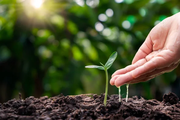 Farmer Hand Water Crops Grow Small Soil Conservation Environmental Conservation — Foto Stock