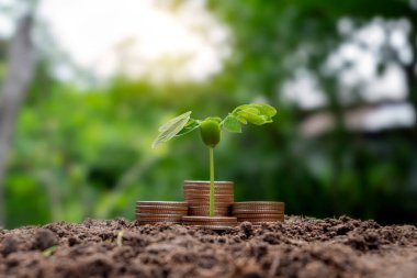 Bozuk para yığınının üzerine dikilen fidanlar ağaçları su basan beyaz ışıklardır. iş fikirleri para ve ekonomik büyümeden tasarruf ediyor