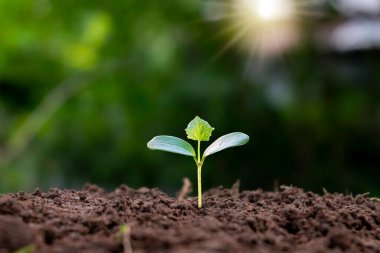A small tree growing on the soil in the backyard. eco concept earth day