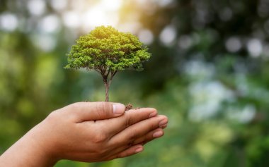 Çevre koruma kavramı. Toprağa ekilmiş tohumlar veya bitkiler çiftçi elleriyle ve bulanık yeşil doğa arka planıyla.