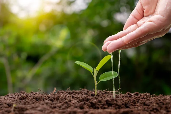 Farming Plant Seedlings Hand Nourish Water Young Plants Growing Soil — Stockfoto
