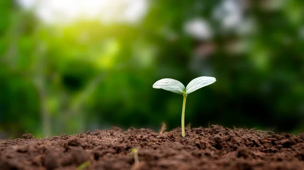 Sadzonki Rosną Żyznej Gleby Poranne Słońce Świeci Koncepcja Równowagi Ekologicznej — Zdjęcie stockowe